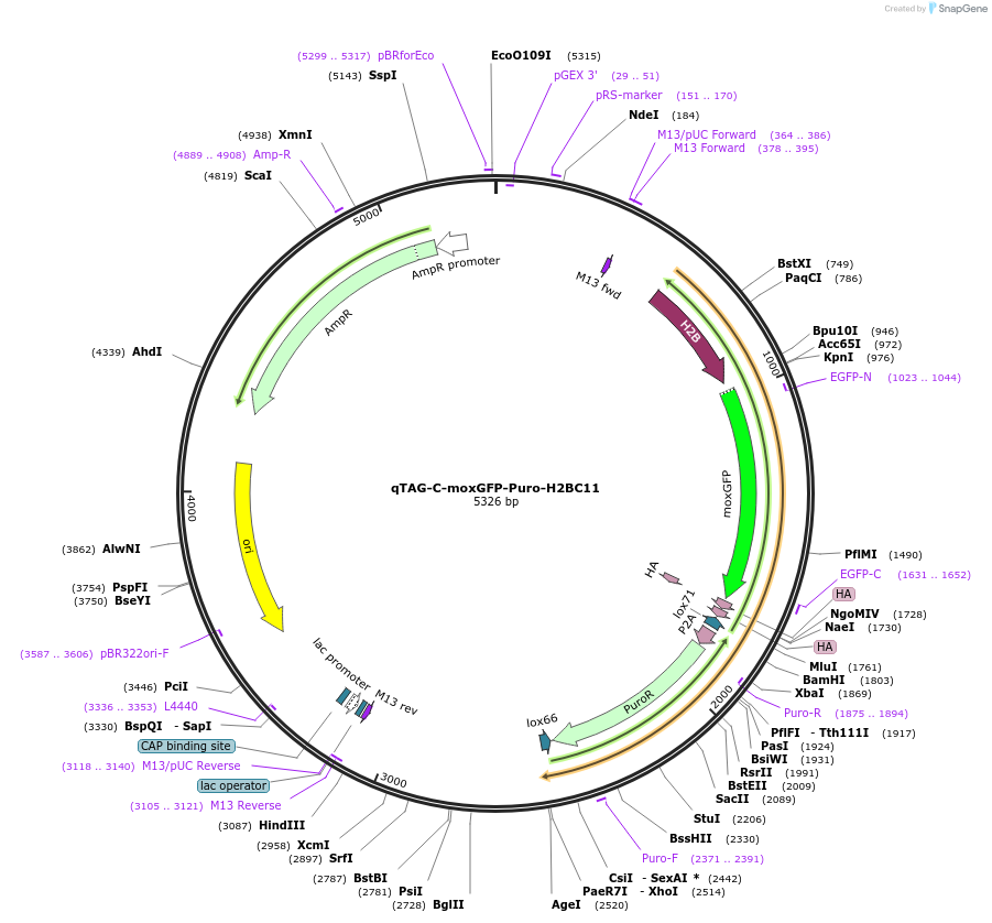 207758-plasmid-map-sequence-id-415316