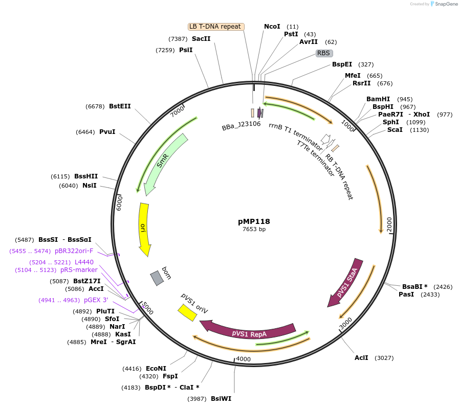 207947-plasmid-map-sequence-id-415317