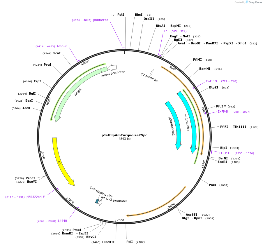 206825-plasmid-map-sequence-id-415318