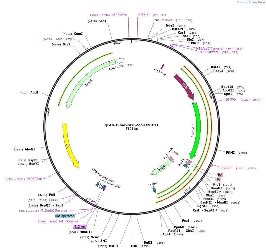 207759-plasmid-map-sequence-id-415319