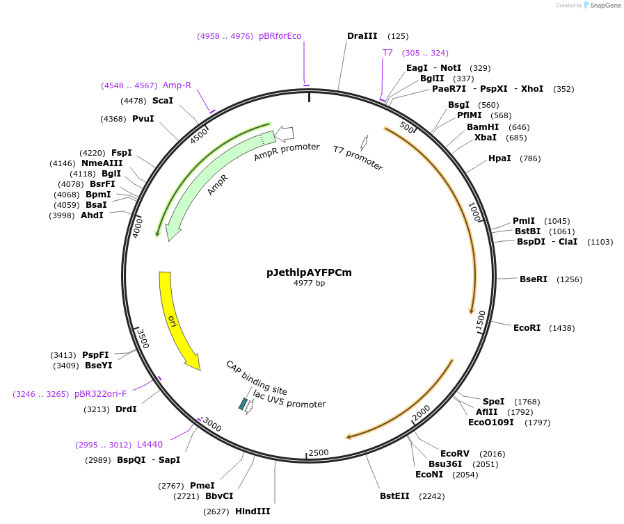 206826-plasmid-map-sequence-id-415321