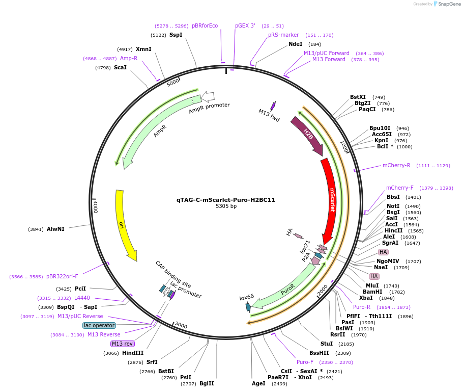 207761-plasmid-map-sequence-id-415325