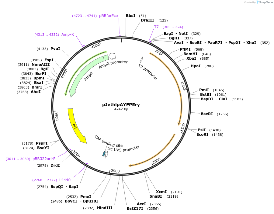 206827-plasmid-map-sequence-id-415326