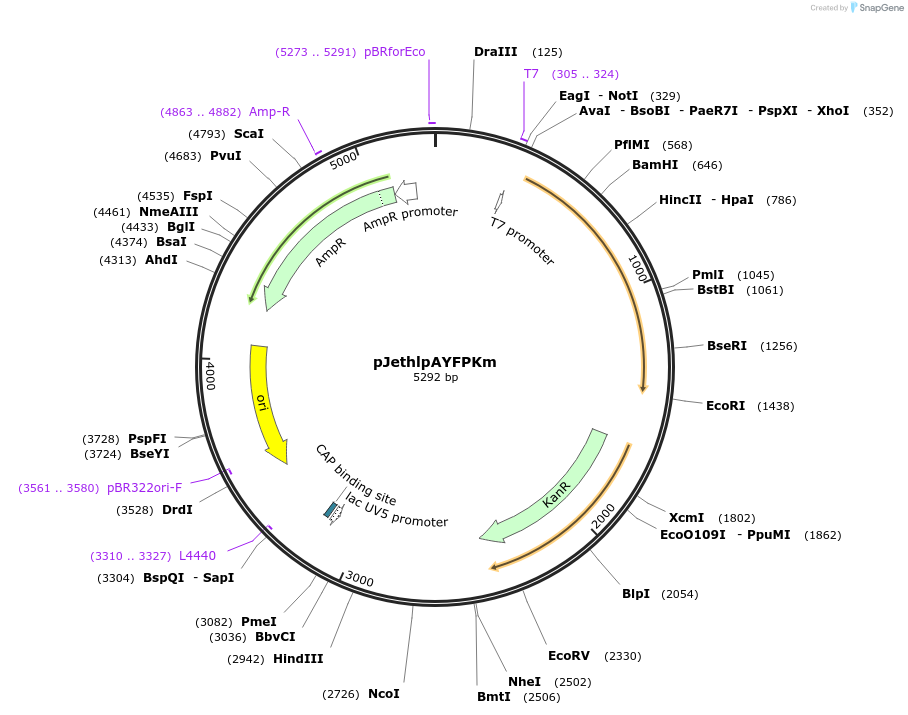 206828-plasmid-map-sequence-id-415328