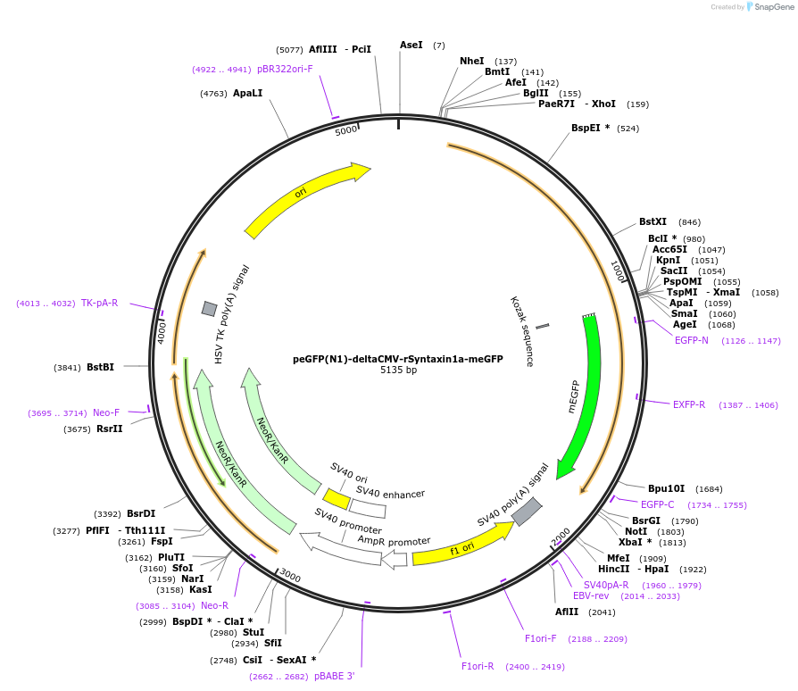 34631-plasmid-map-sequence-id-41533