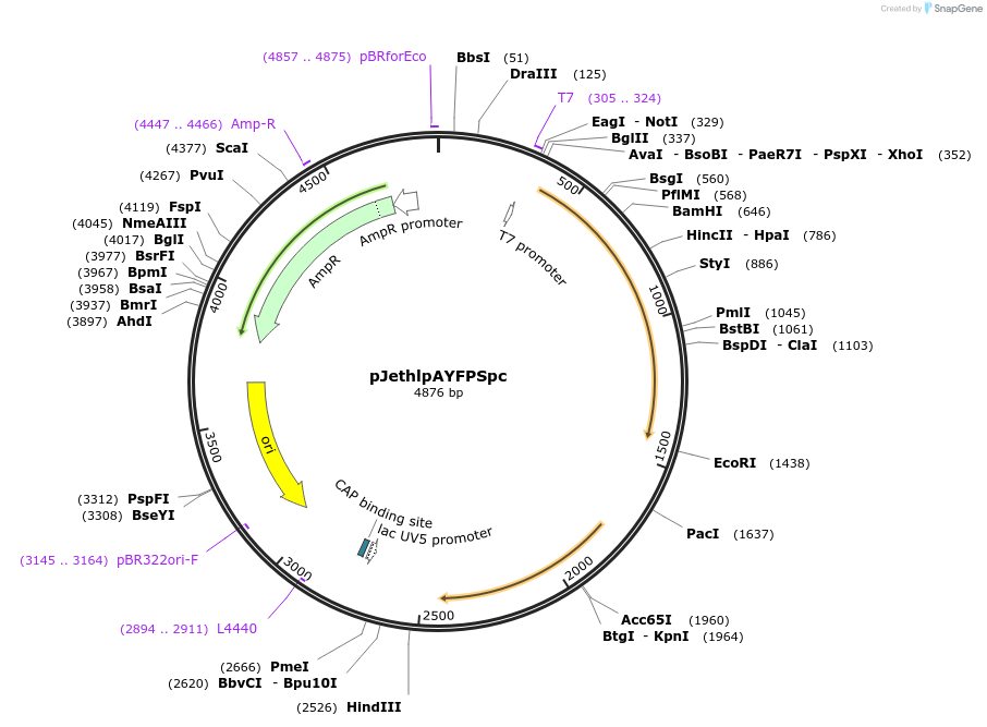 206829-plasmid-map-sequence-id-415330