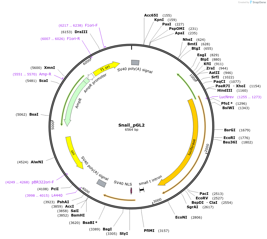 31694-plasmid-map-sequence-id-415331