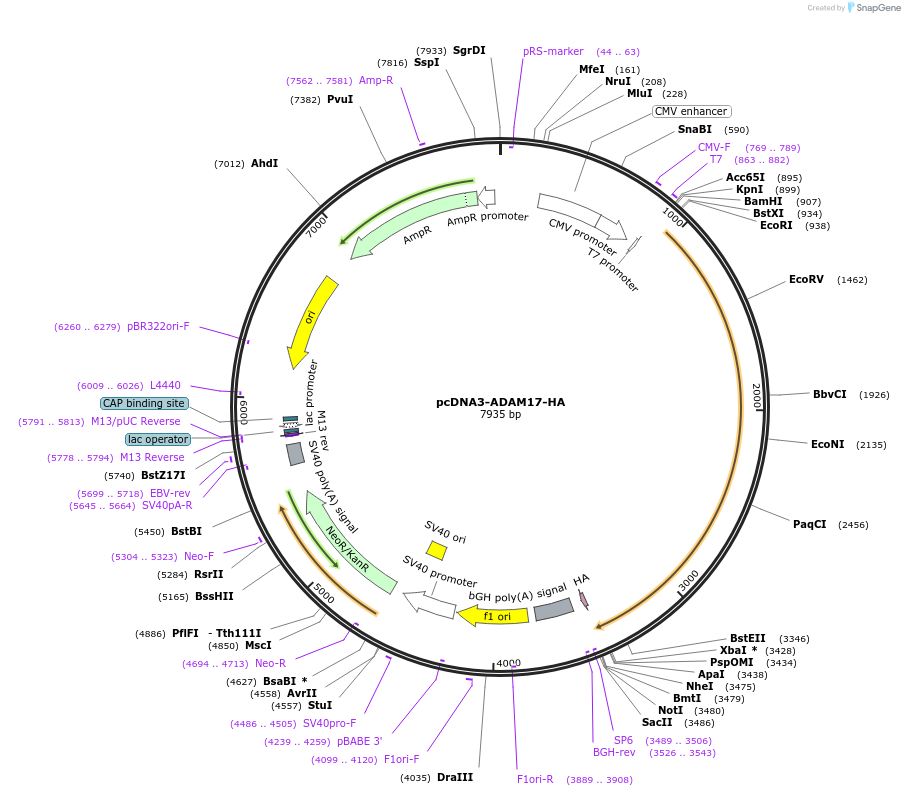 65105-plasmid-map-sequence-id-415332