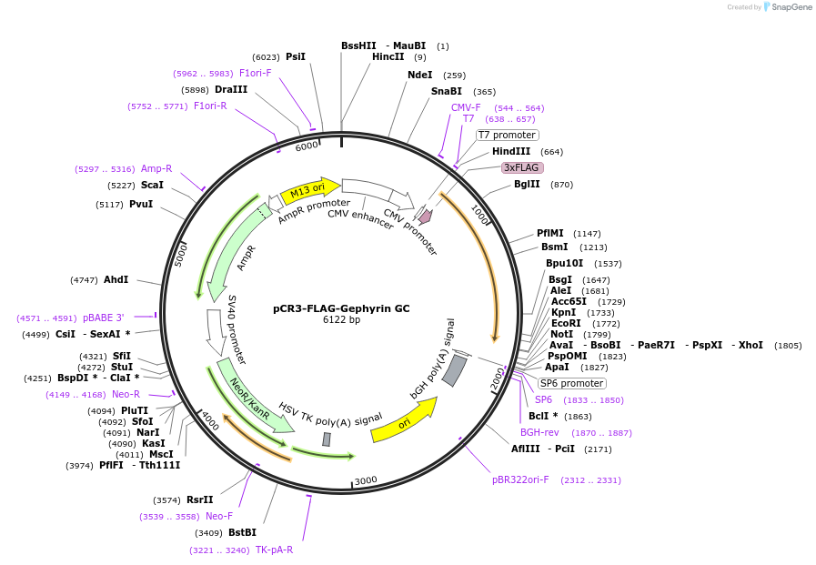 68818-plasmid-map-sequence-id-415333