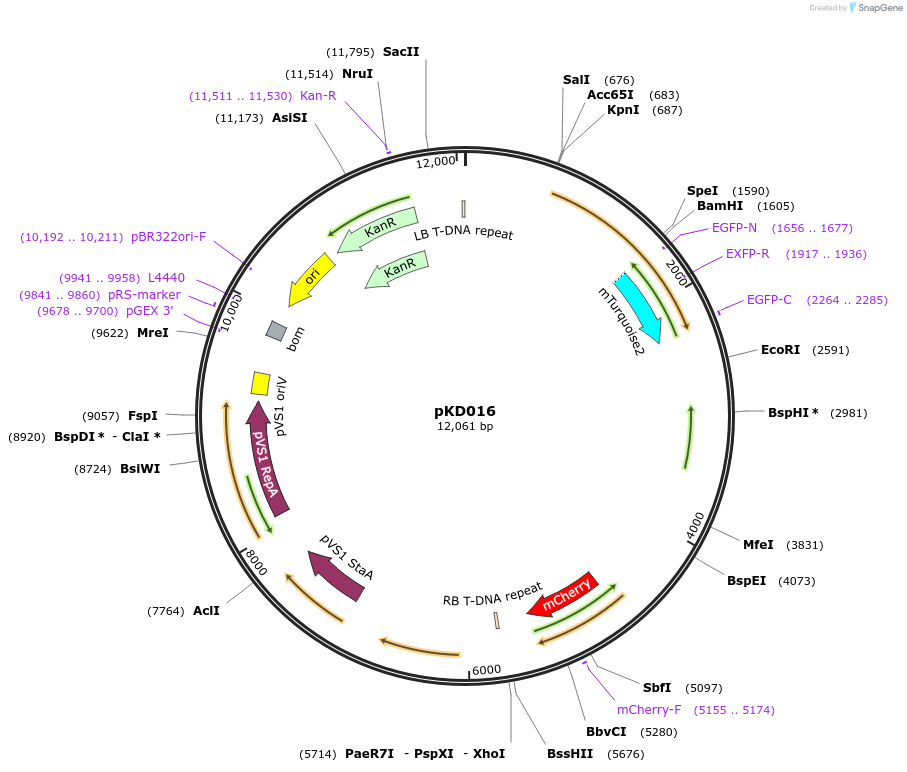 207932-plasmid-map-sequence-id-415340