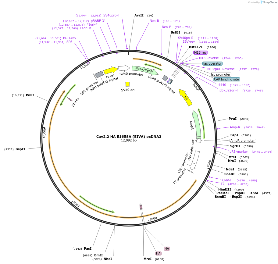 206114-plasmid-map-sequence-id-415366