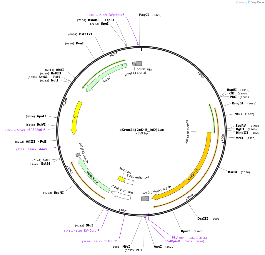 200109-plasmid-map-sequence-id-415367