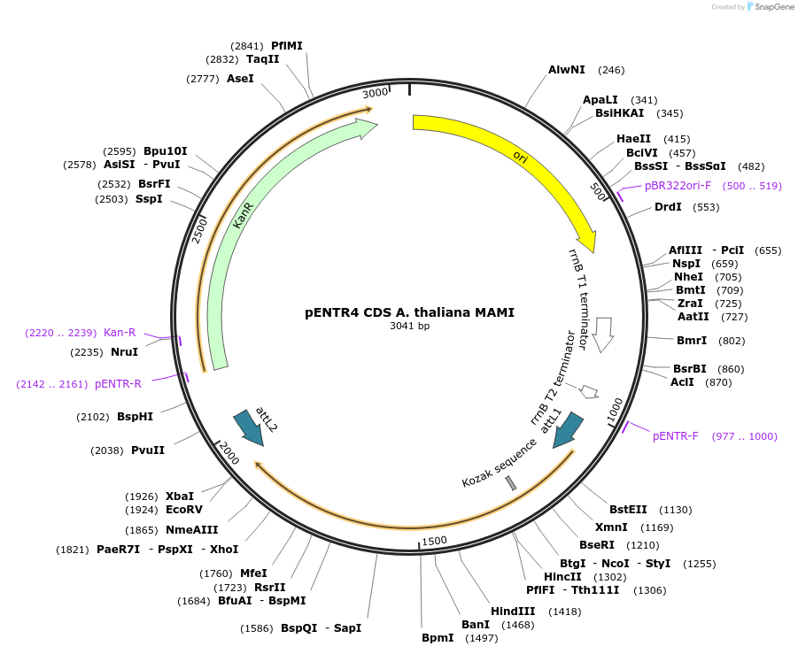 209186-plasmid-map-sequence-id-415371