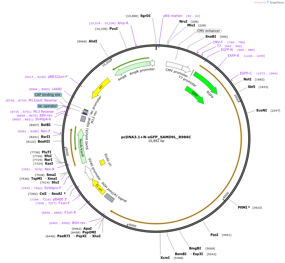 206176-plasmid-map-sequence-id-415379