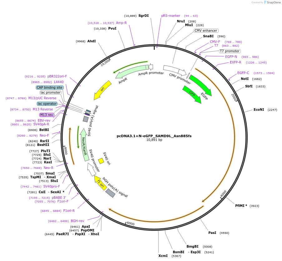 206175-plasmid-map-sequence-id-415381