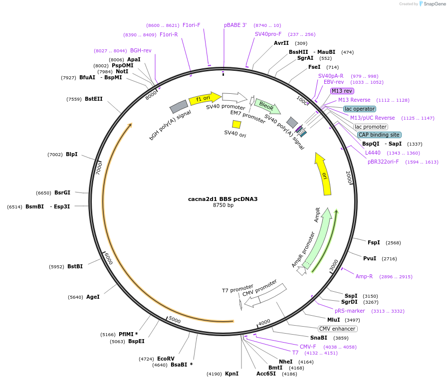 206106-plasmid-map-sequence-id-415391