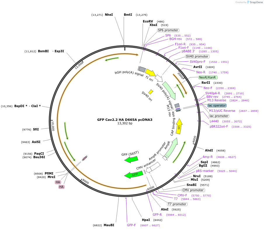 206113-plasmid-map-sequence-id-415392
