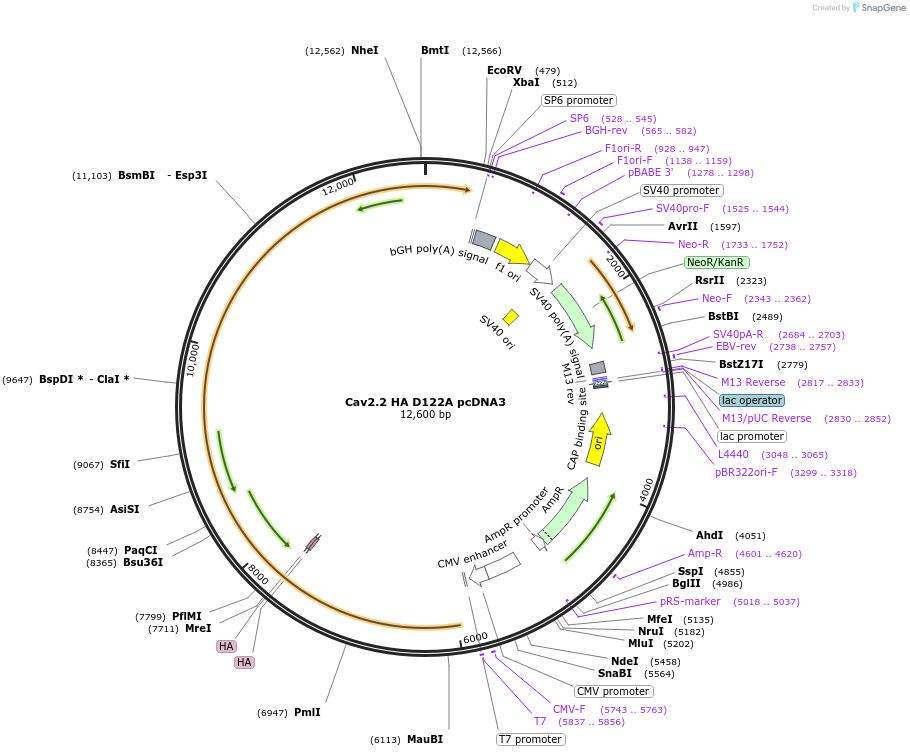 206108-plasmid-map-sequence-id-415396