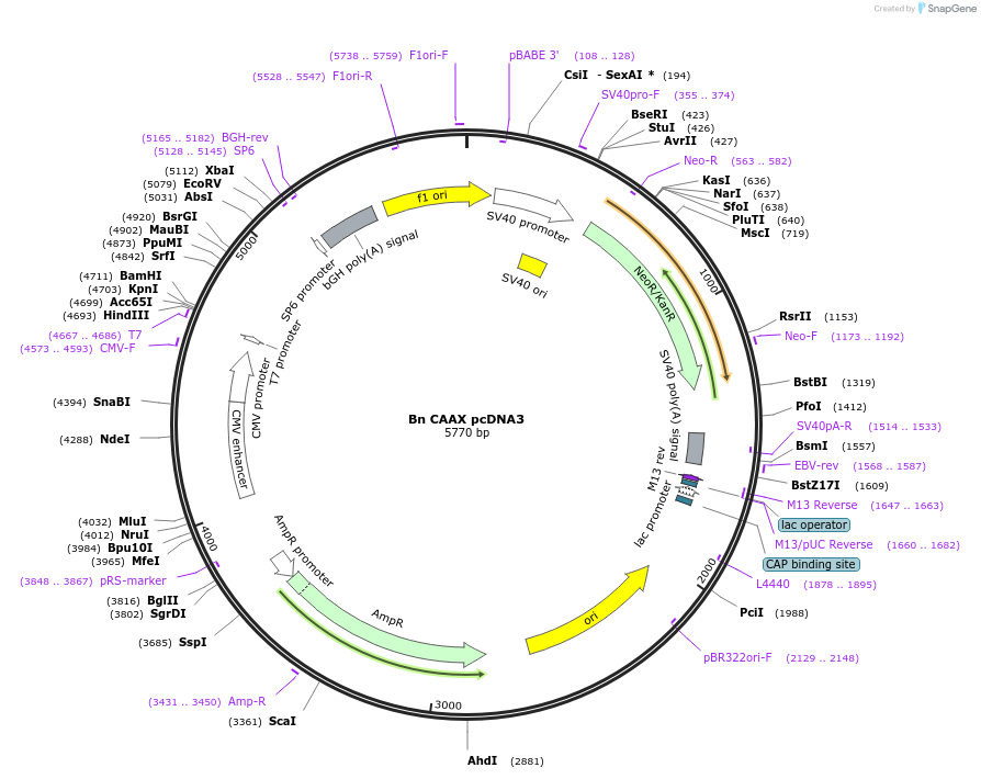 206088-plasmid-map-sequence-id-415398
