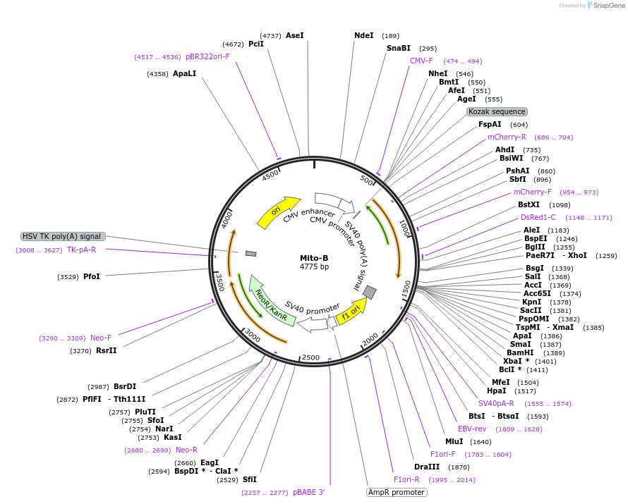 209864-plasmid-map-sequence-id-415402