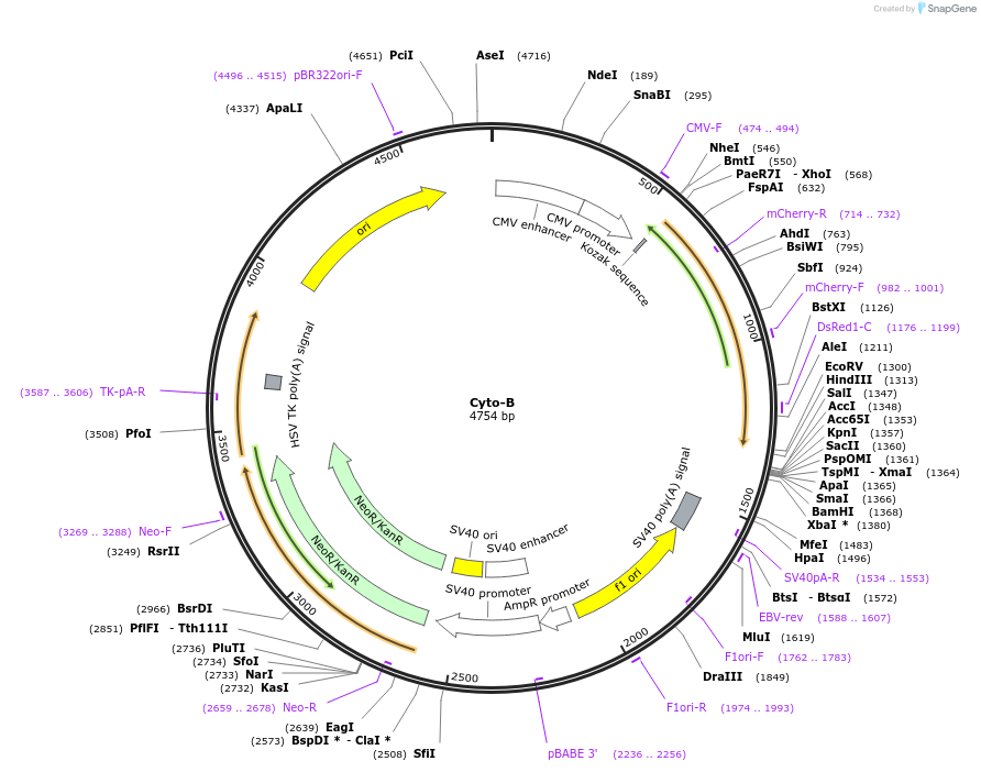 209858-plasmid-map-sequence-id-415403