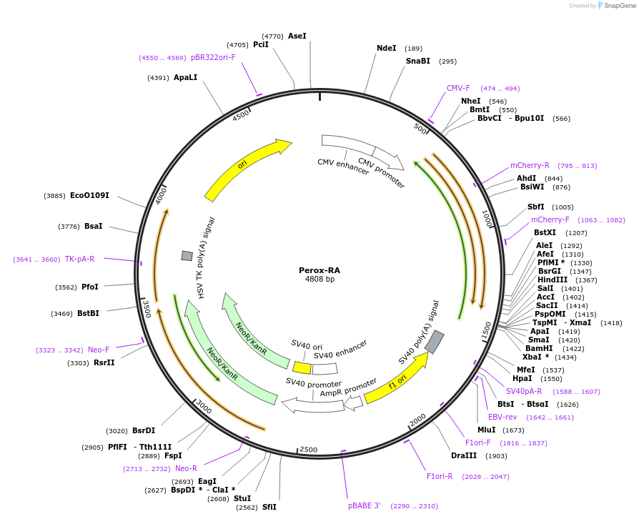 209869-plasmid-map-sequence-id-415405