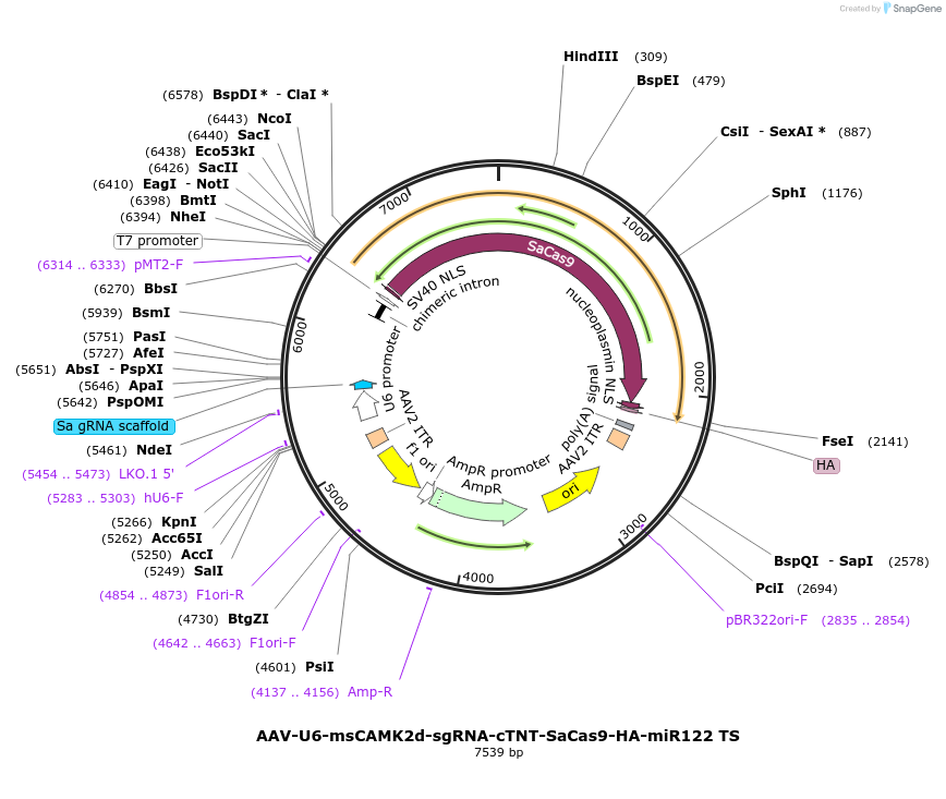 209783-plasmid-map-sequence-id-415445