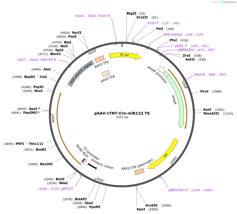 209784-plasmid-map-sequence-id-415446