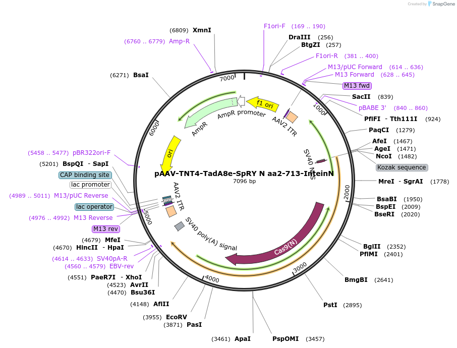 209786-plasmid-map-sequence-id-415448