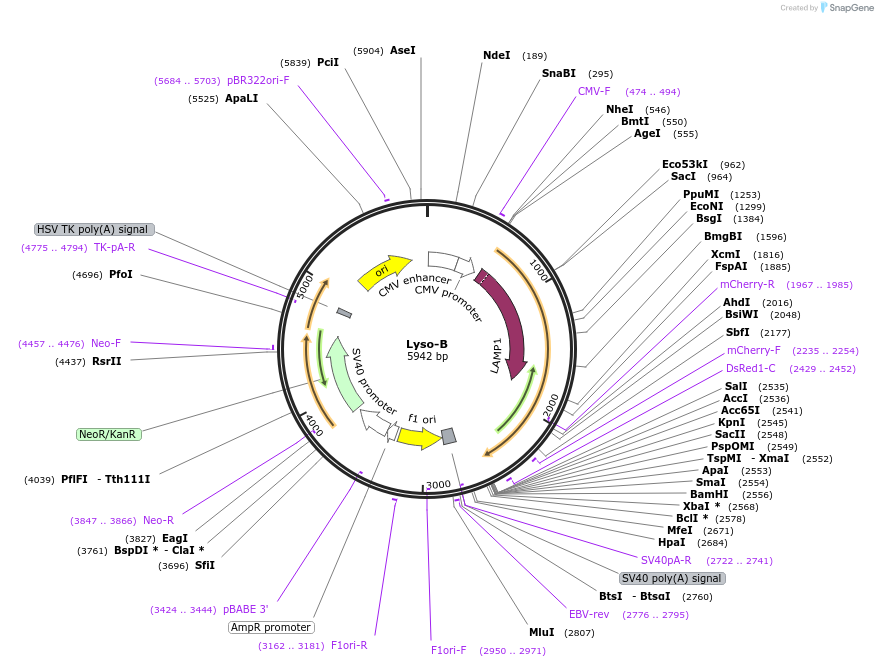 209873-plasmid-map-sequence-id-415450