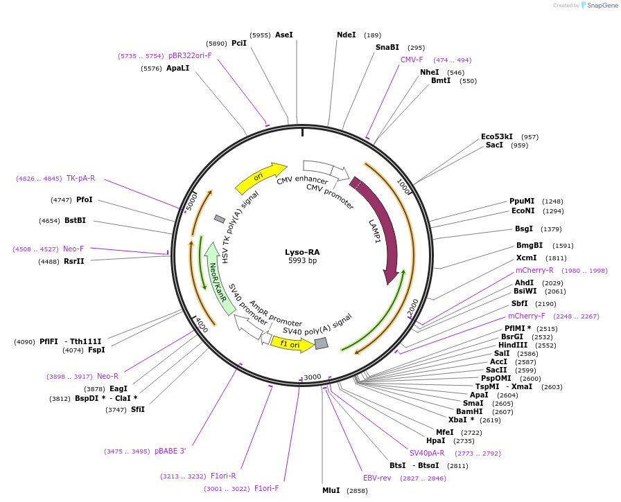 209875-plasmid-map-sequence-id-415451