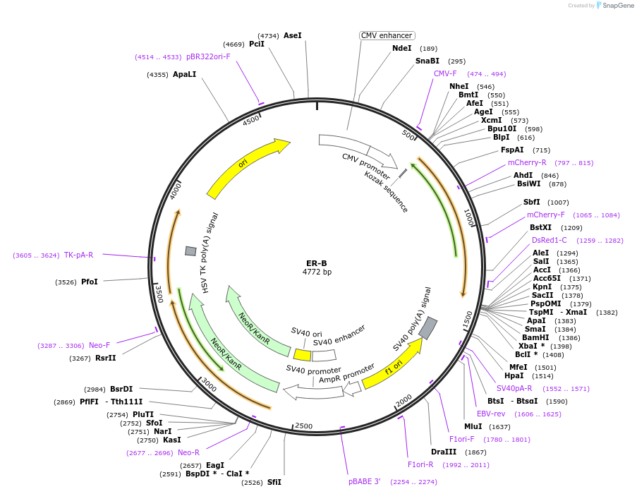 209870-plasmid-map-sequence-id-415452