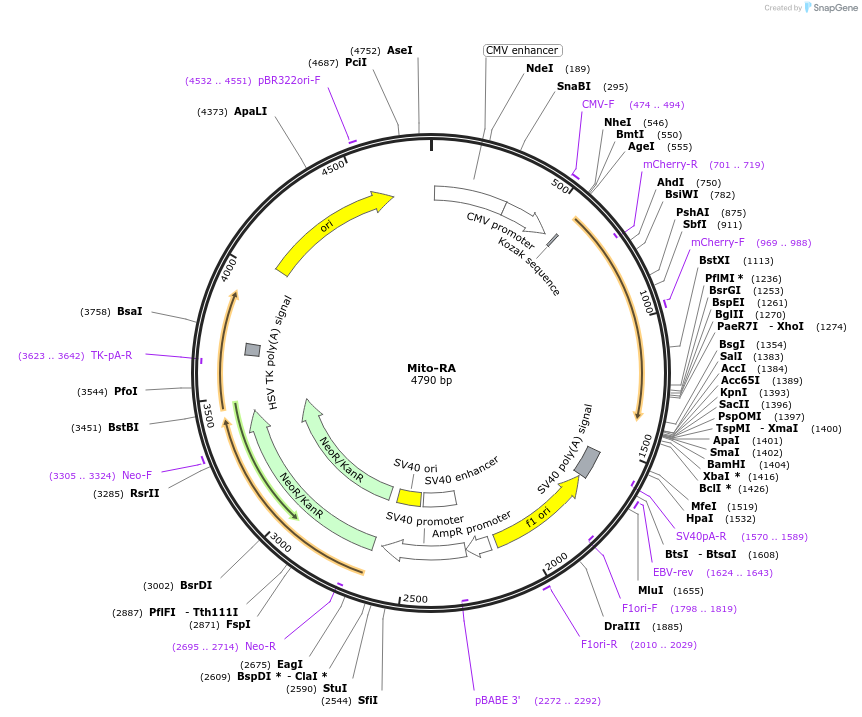 209866-plasmid-map-sequence-id-415453