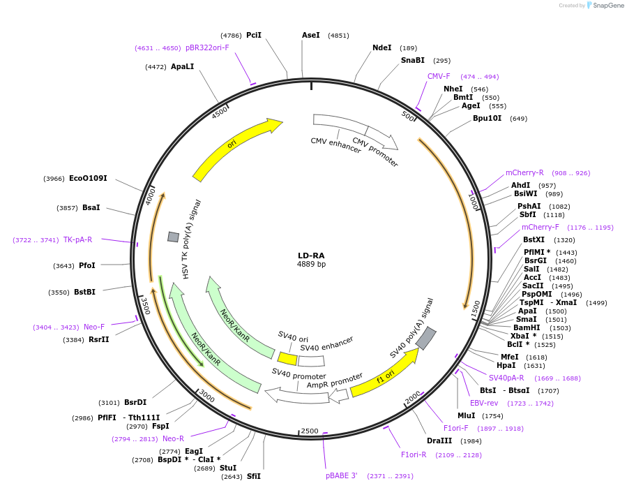 209863-plasmid-map-sequence-id-415455