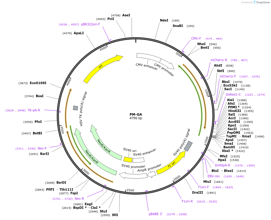 209877-plasmid-map-sequence-id-415456