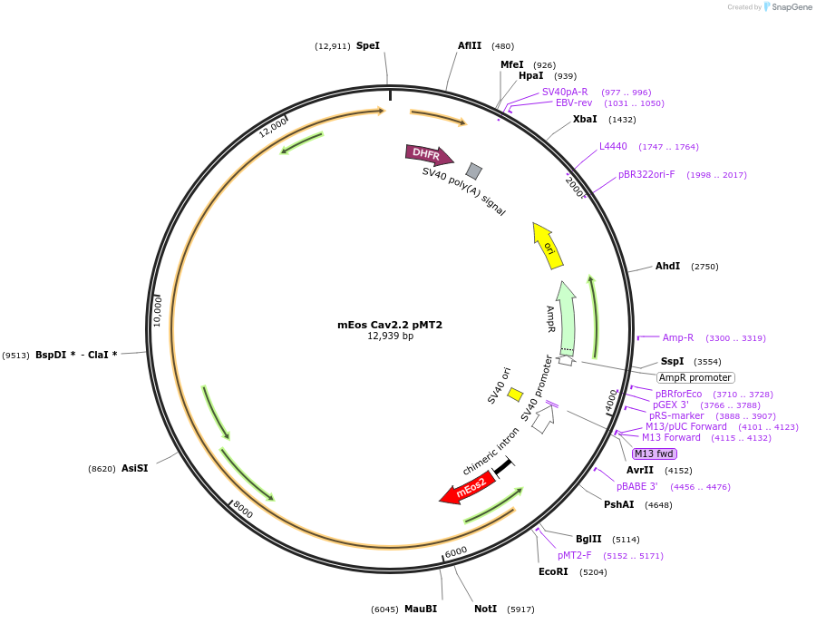 206092-plasmid-map-sequence-id-415462