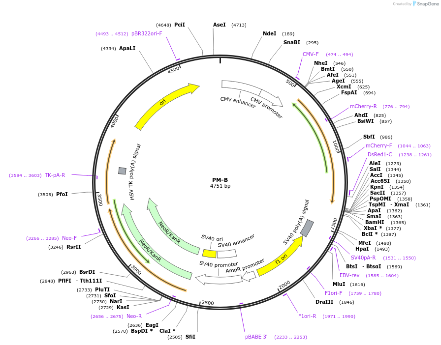 209876-plasmid-map-sequence-id-415466