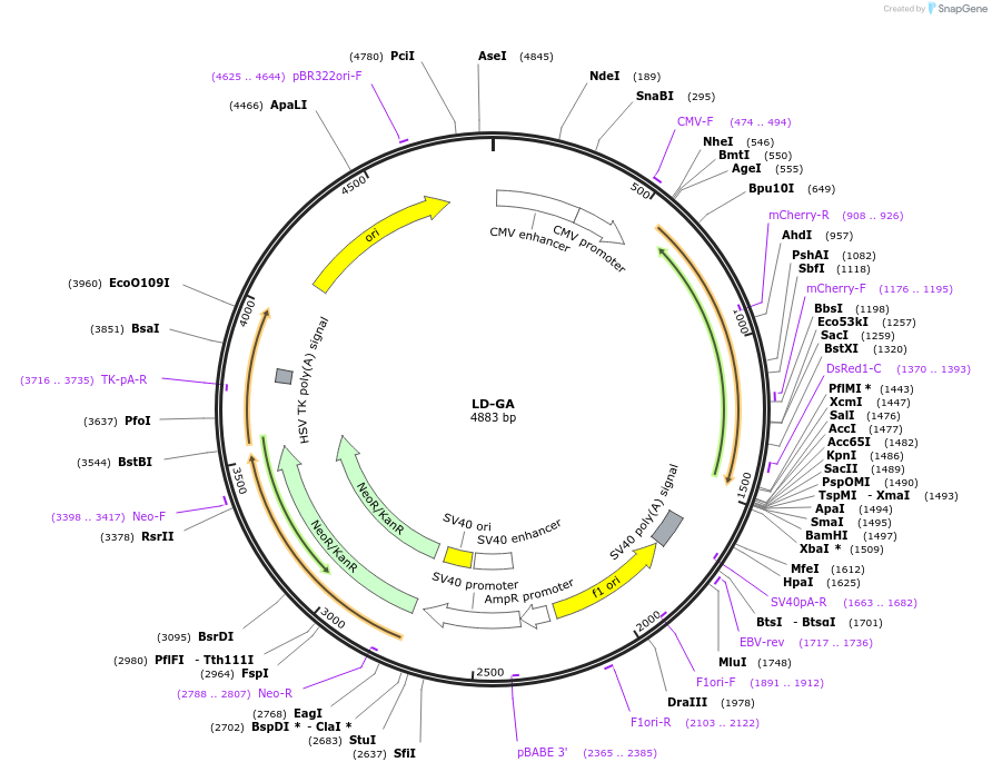 209862-plasmid-map-sequence-id-415467