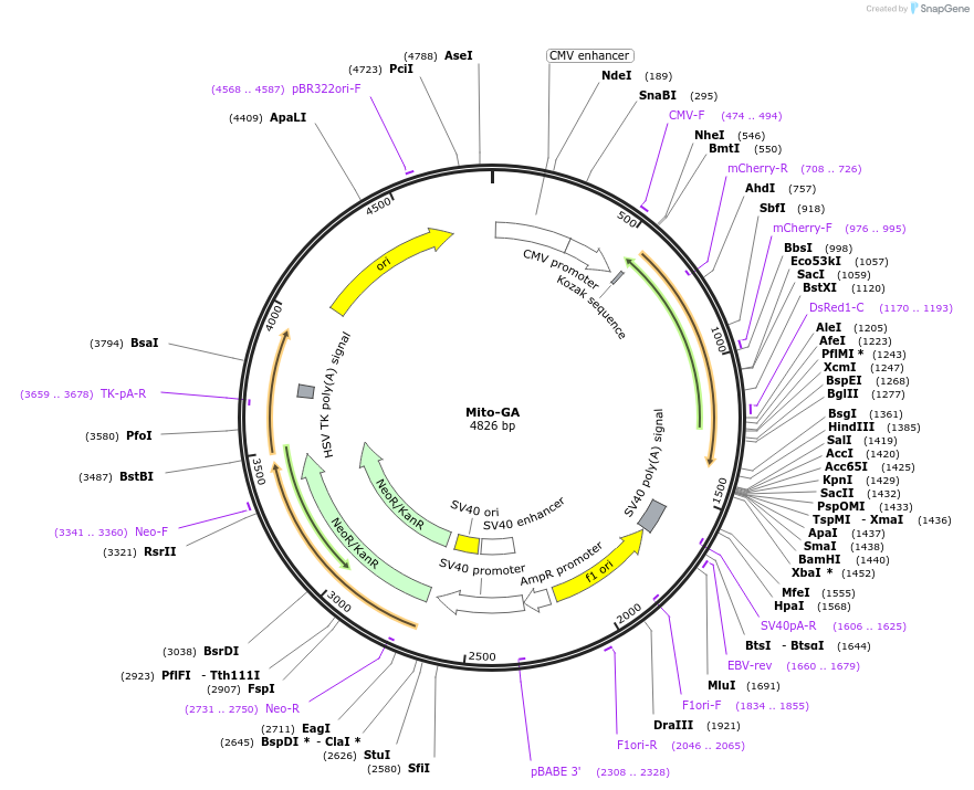 209865-plasmid-map-sequence-id-415469