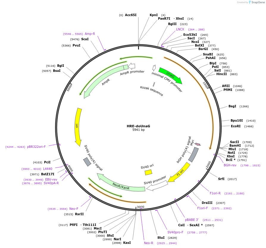 201713-plasmid-map-sequence-id-415471