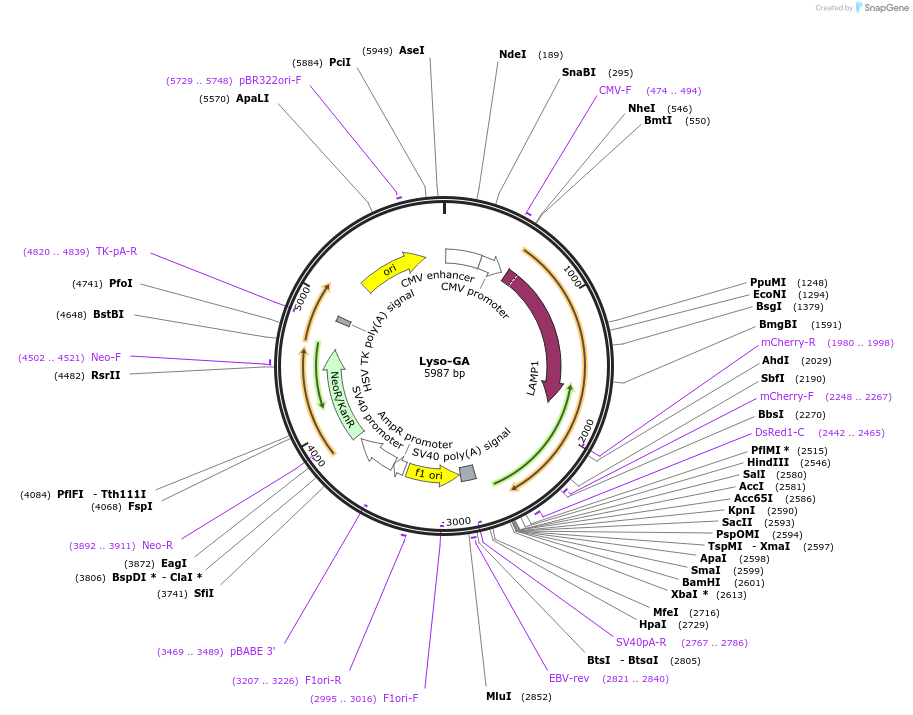 209874-plasmid-map-sequence-id-415474