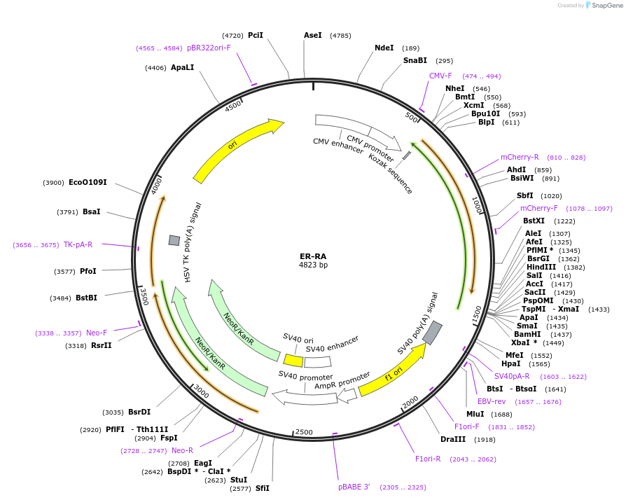 209872-plasmid-map-sequence-id-415475