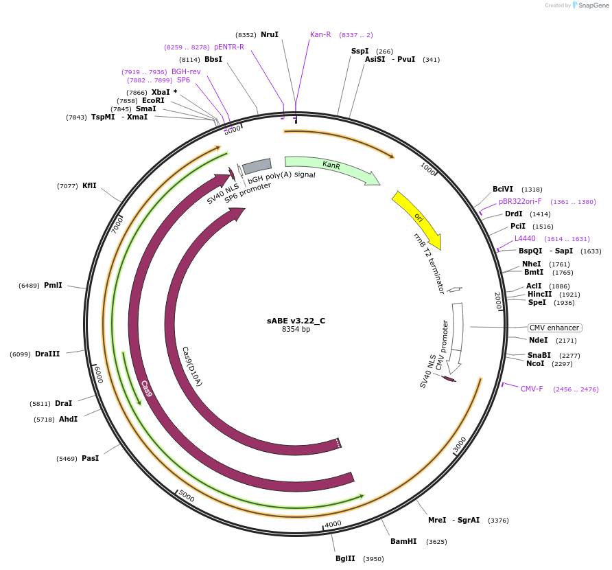 209554-plasmid-map-sequence-id-415477