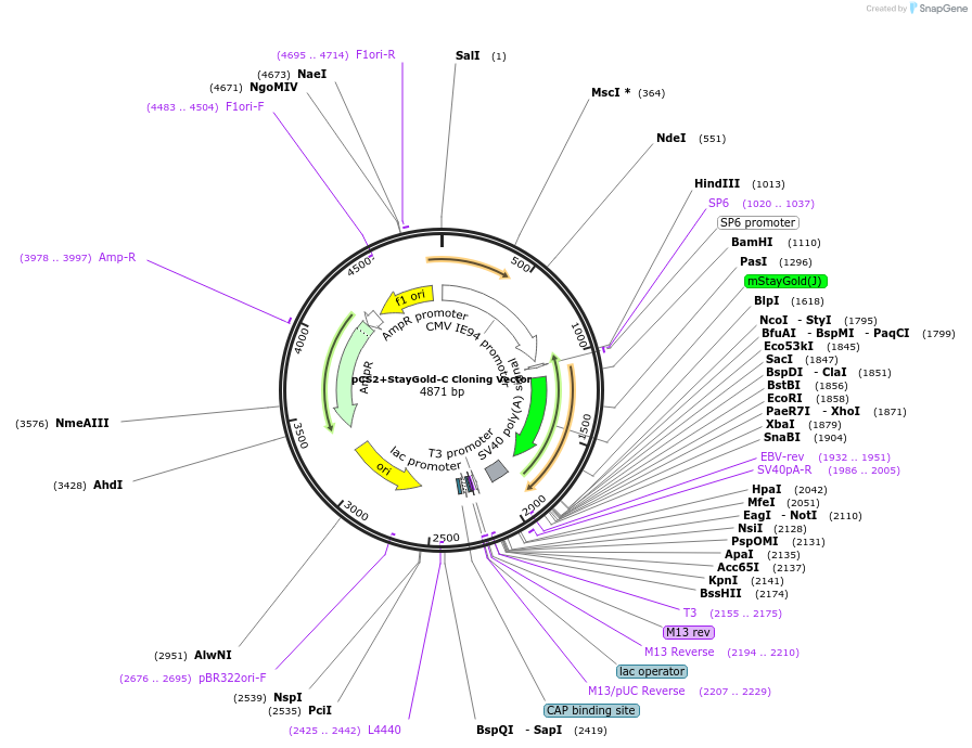 208337-plasmid-map-sequence-id-415532