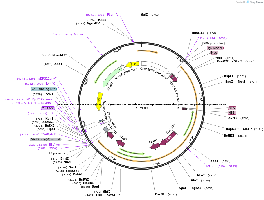 210506-plasmid-map-sequence-id-415563