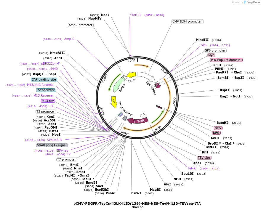 210501-plasmid-map-sequence-id-415567