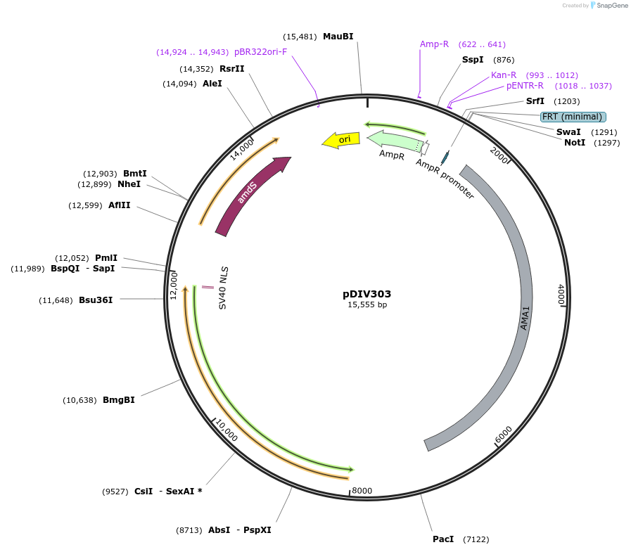204978-plasmid-map-sequence-id-415579