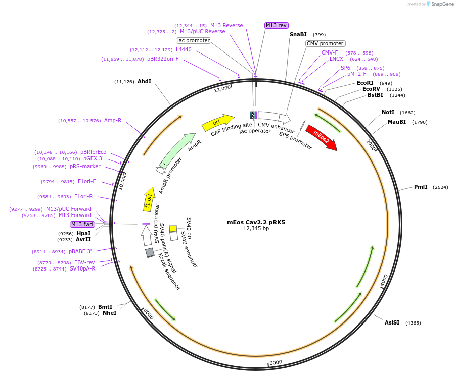 206091-plasmid-map-sequence-id-415595