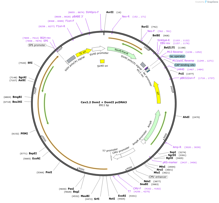 206094-plasmid-map-sequence-id-415597