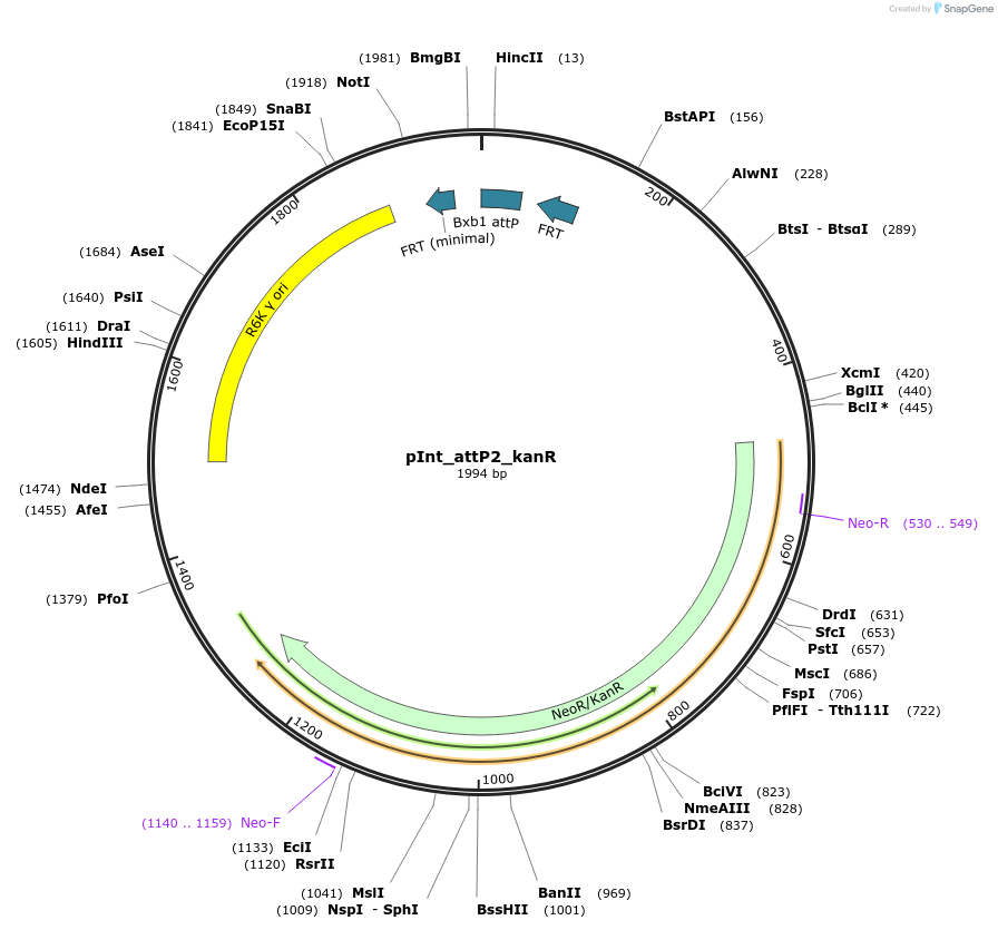 205297-plasmid-map-sequence-id-415623